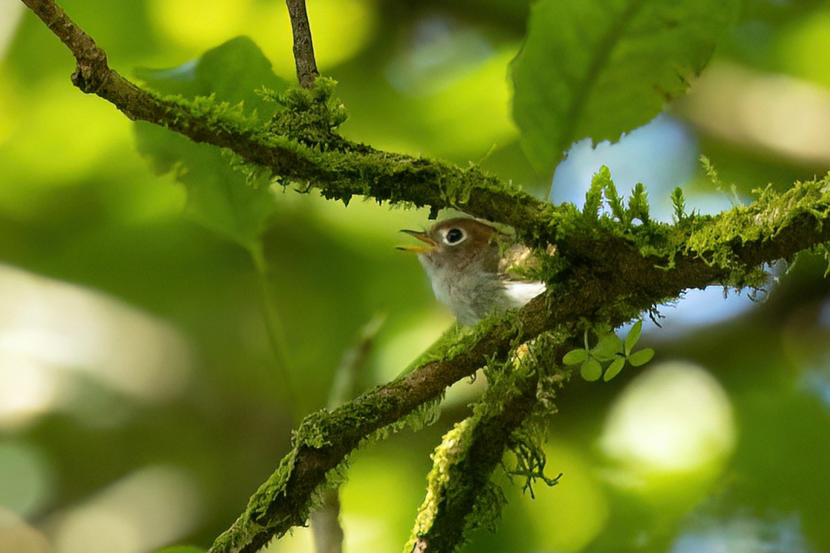 Sunda Warbler - ML519530791