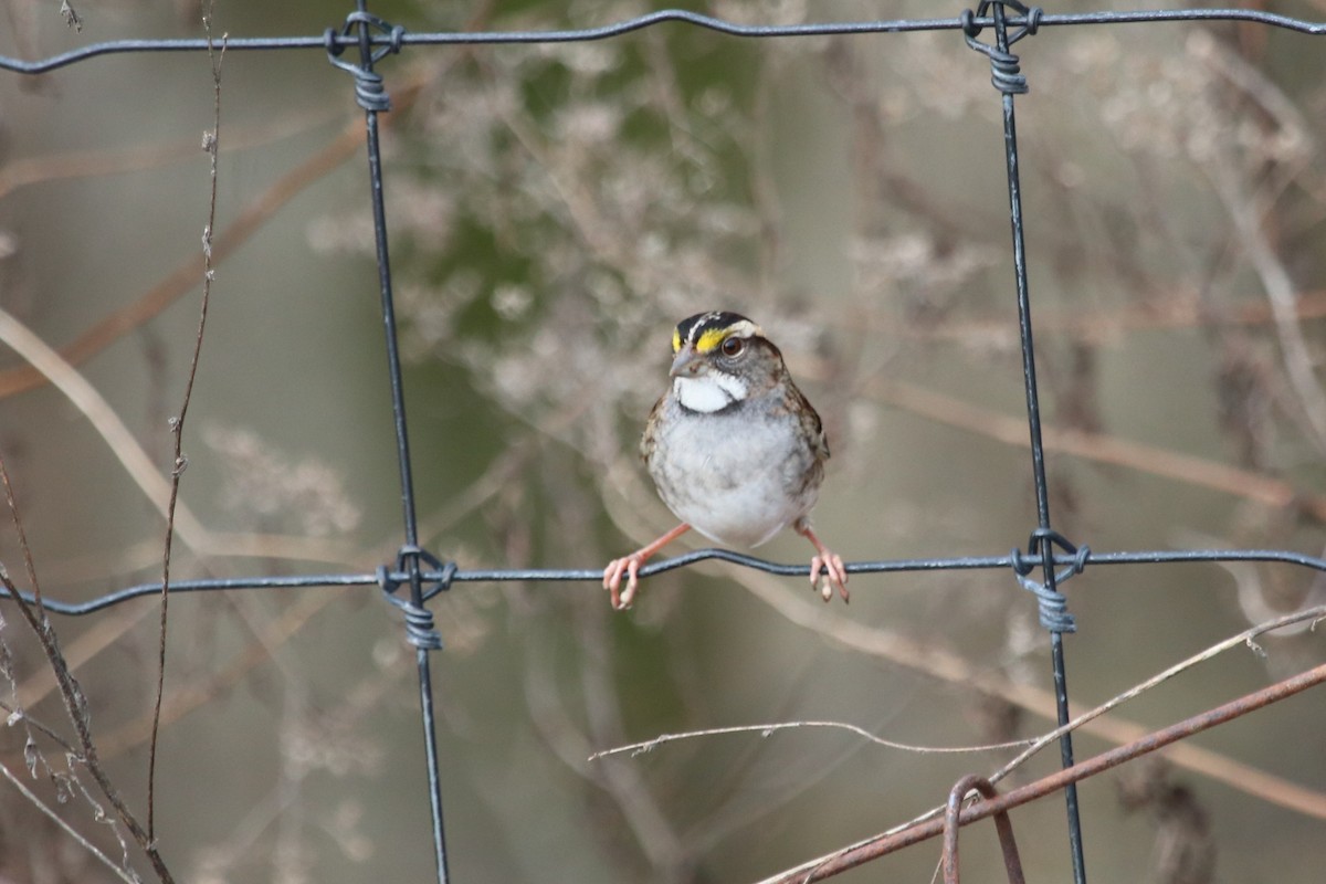 White-throated Sparrow - PJ Pulliam