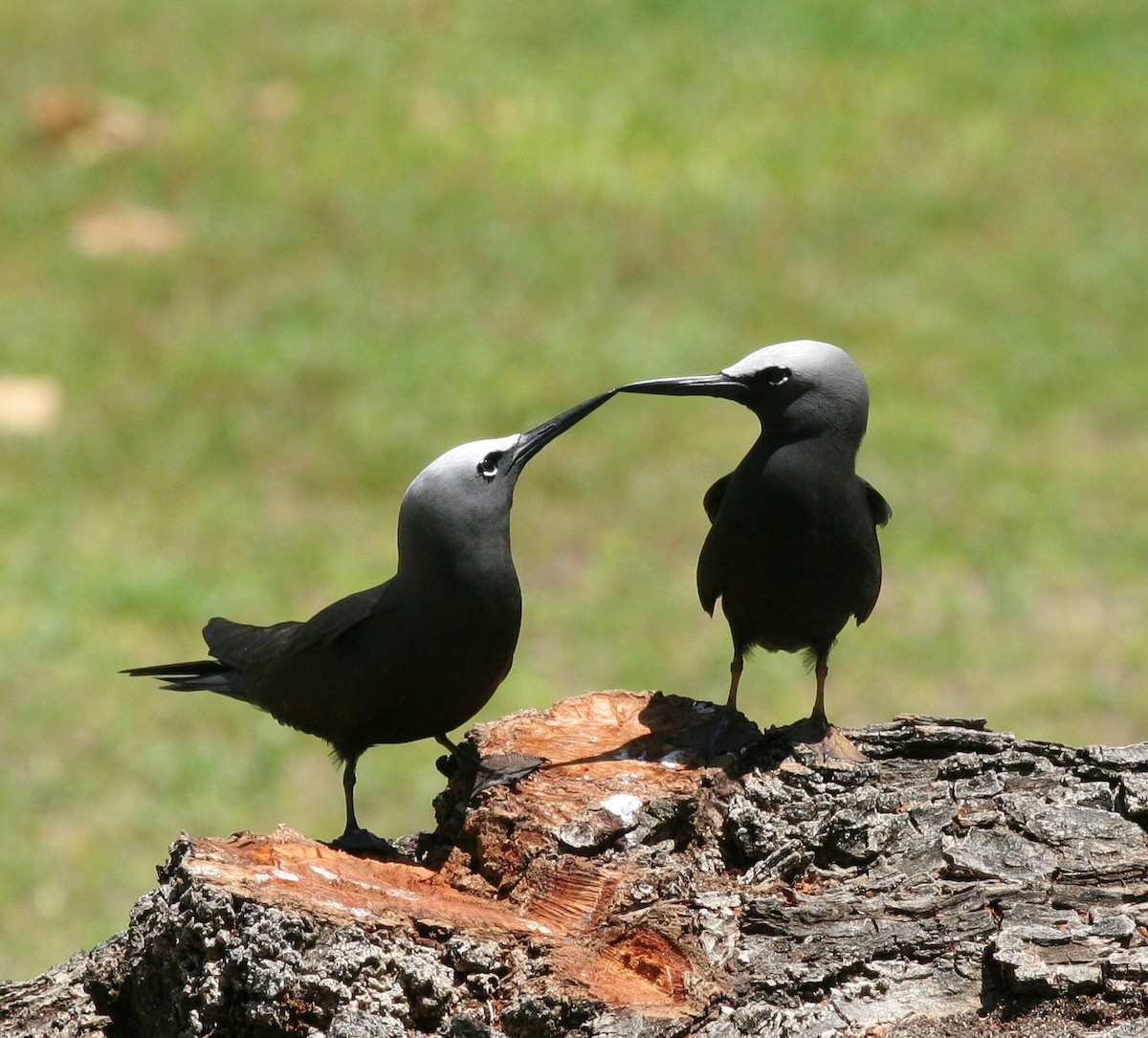 Black Noddy - ML51953391