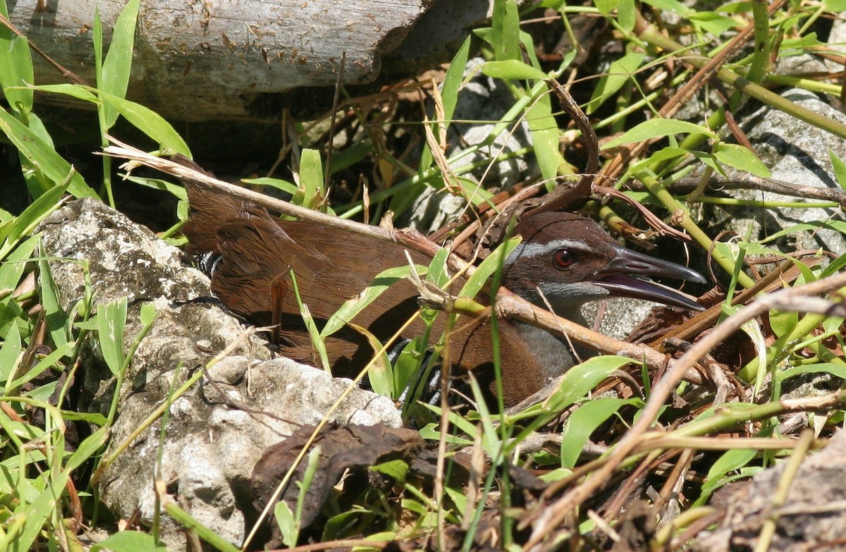 Guam Rail - Matthew Bowman