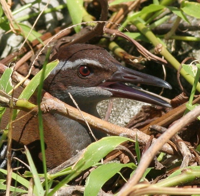 Guam Rail - Matthew Bowman