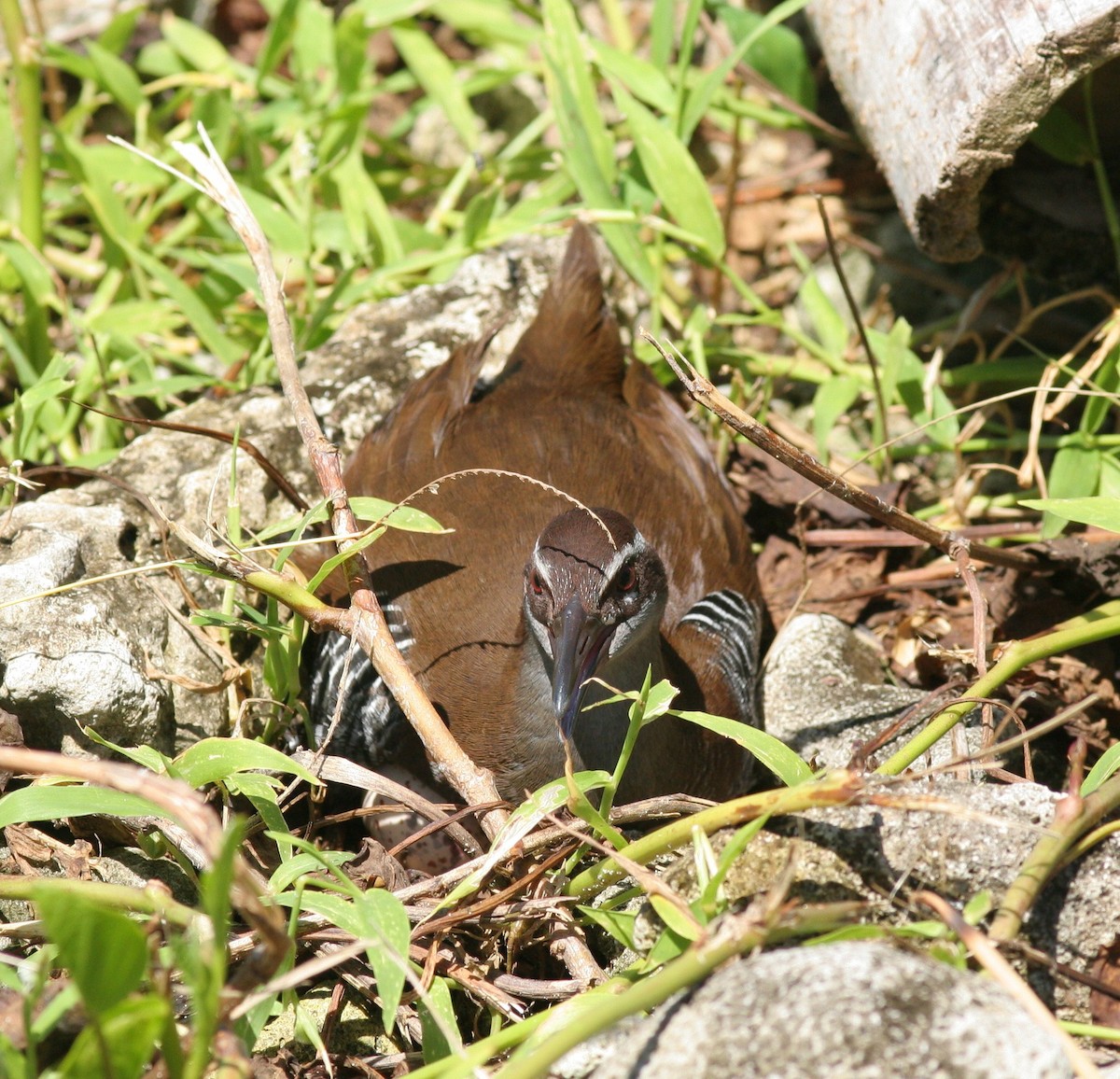 Râle de Guam - ML51953451