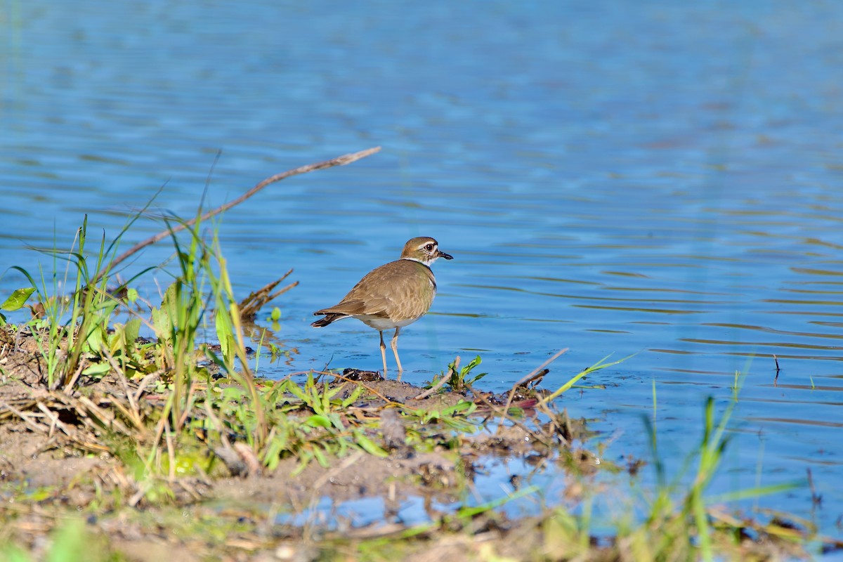 Killdeer - ML519534831