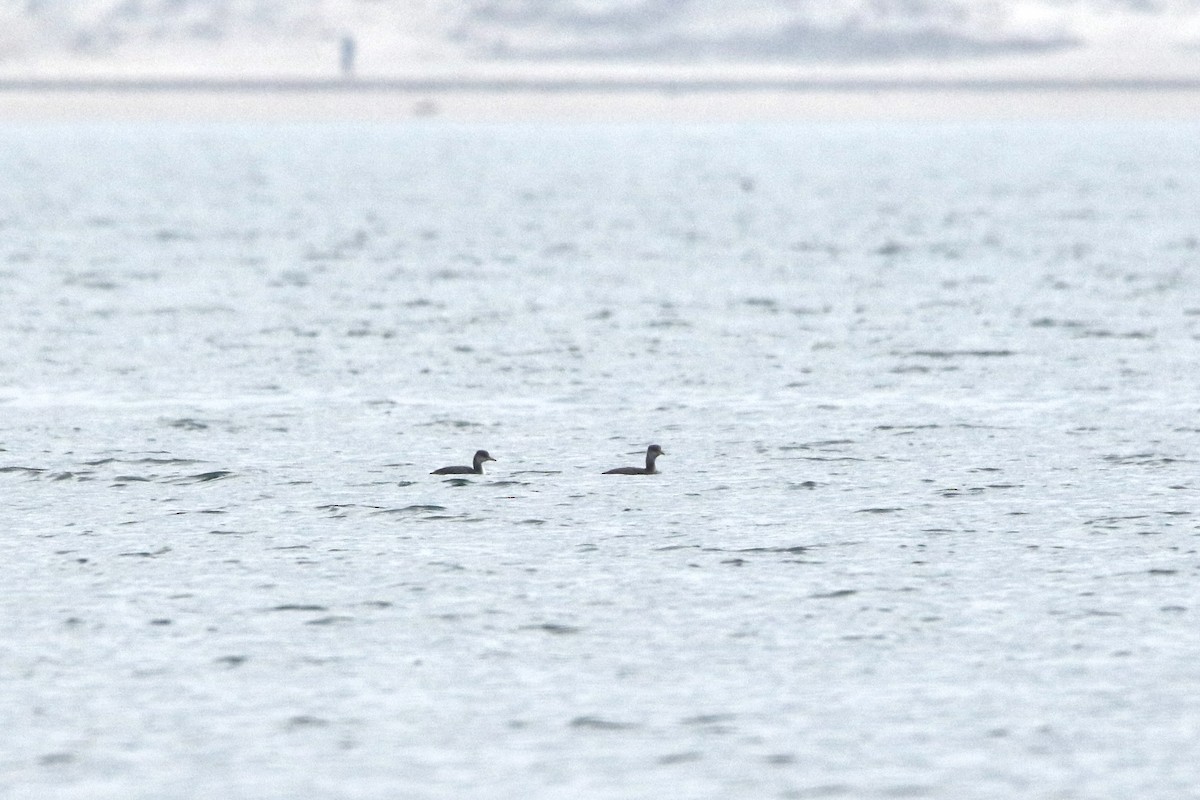 Red-necked Grebe - ML519535031