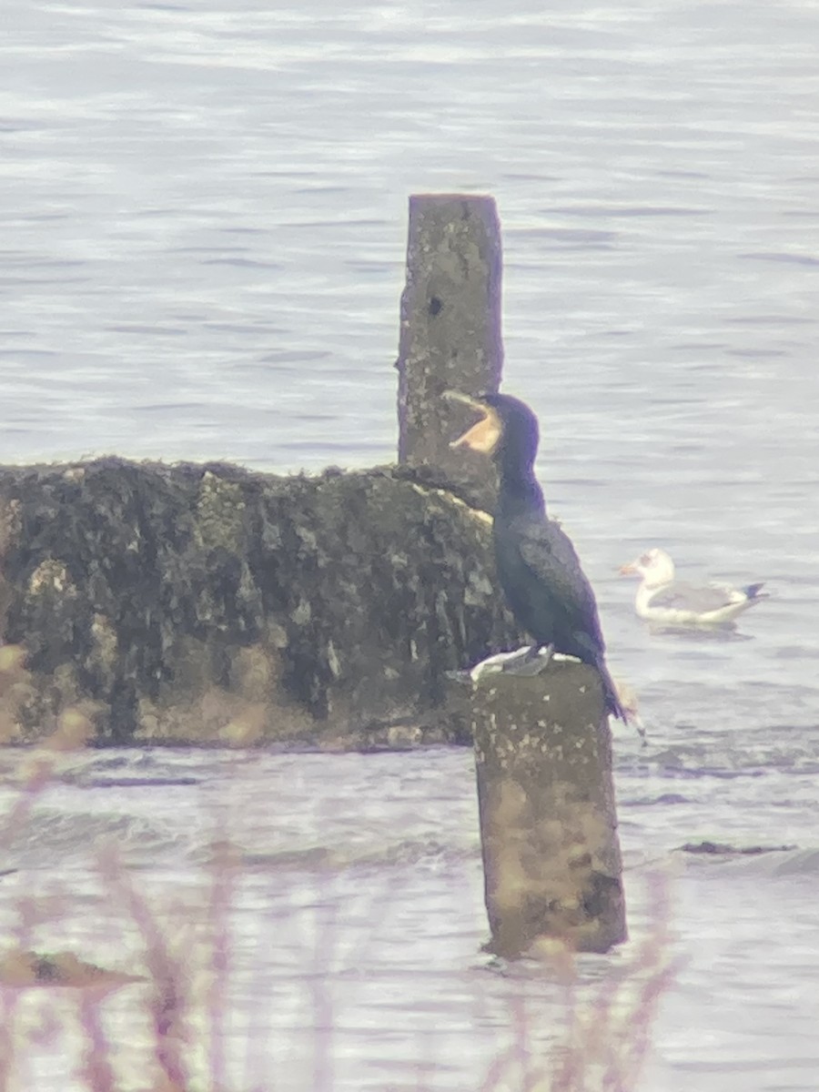 Great Cormorant - ML519536361