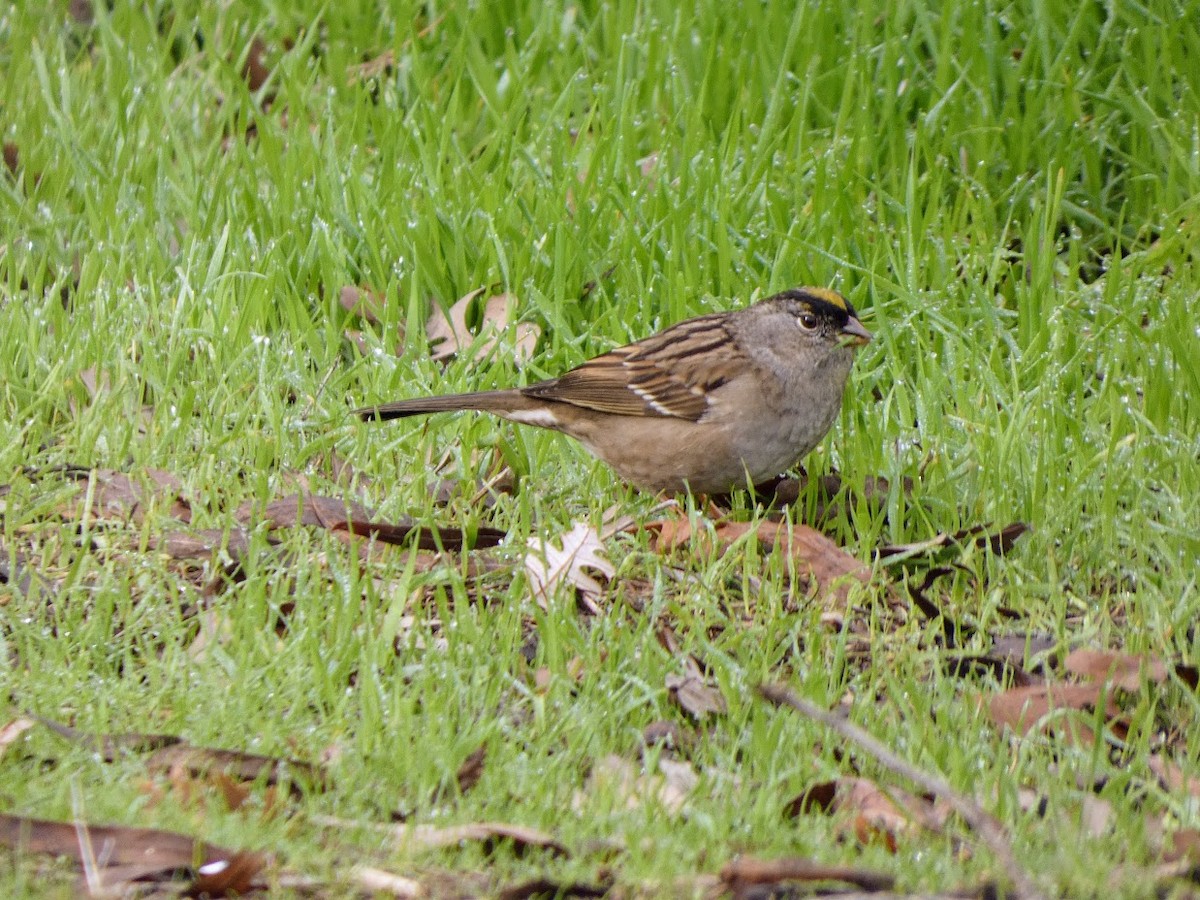 Golden-crowned Sparrow - ML519538521