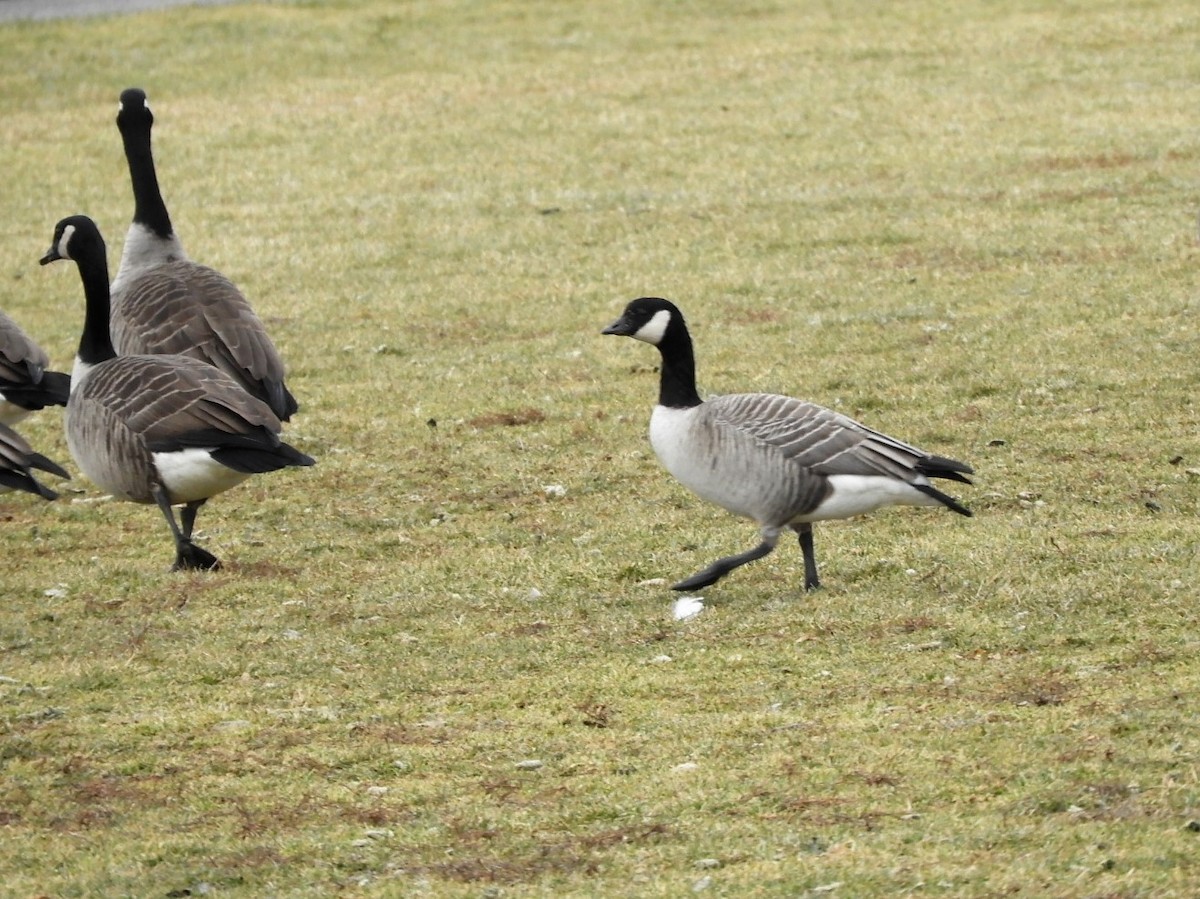 Cackling Goose - ML519539481