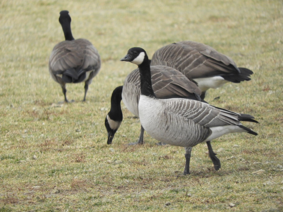 Cackling Goose - ML519539501