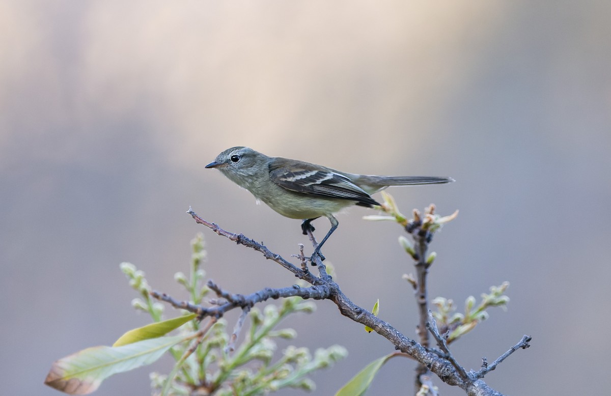 Southern Mouse-colored Tyrannulet - ML519539861
