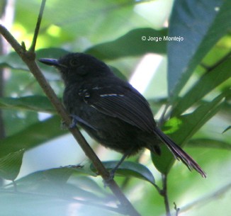 Dusky Antbird - ML519540341