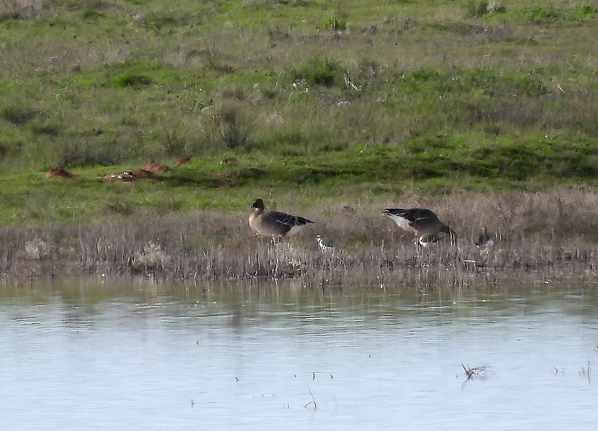 Tundra Bean-Goose - Alfonso Rodrigo