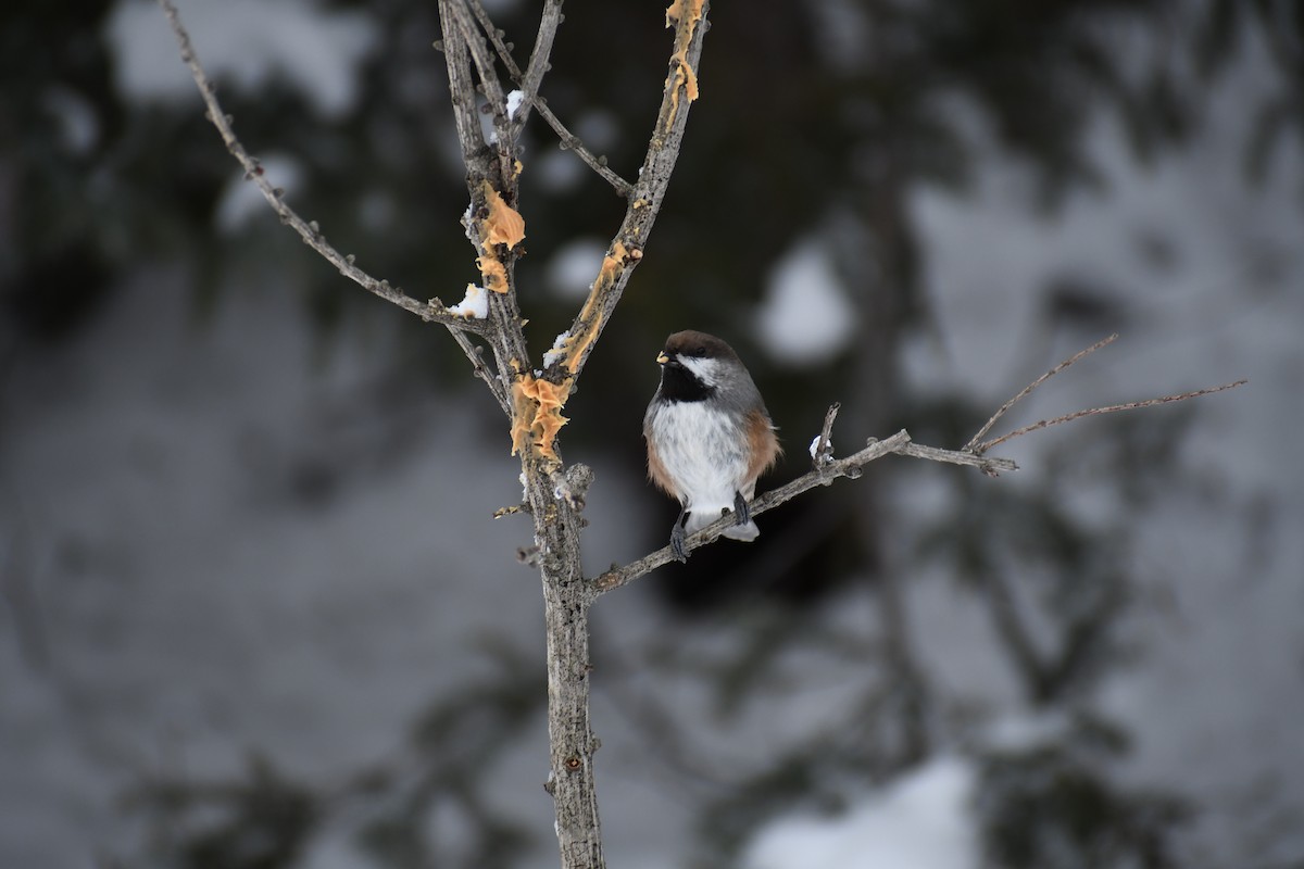 Boreal Chickadee - ML519541201