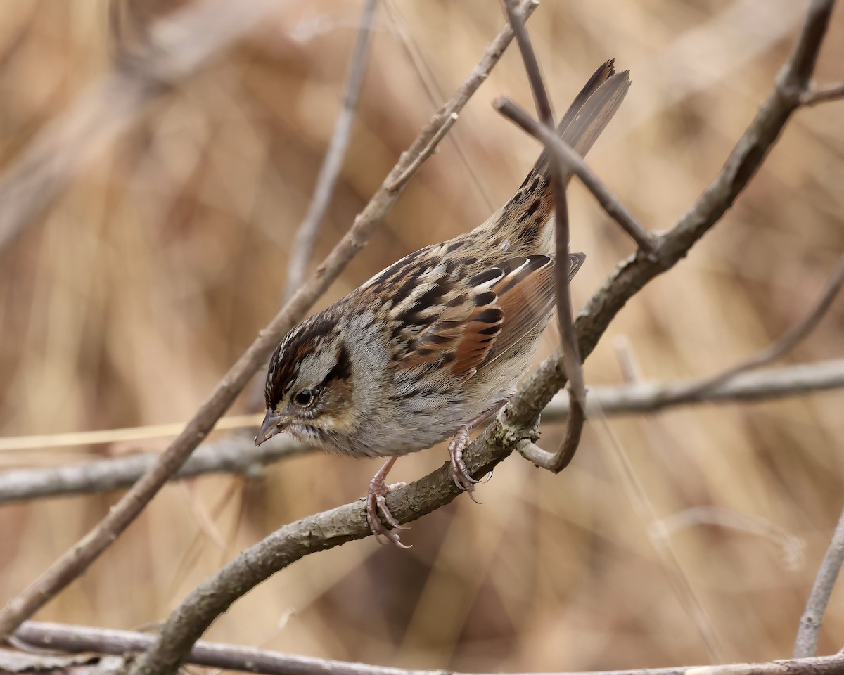 Swamp Sparrow - ML519541831