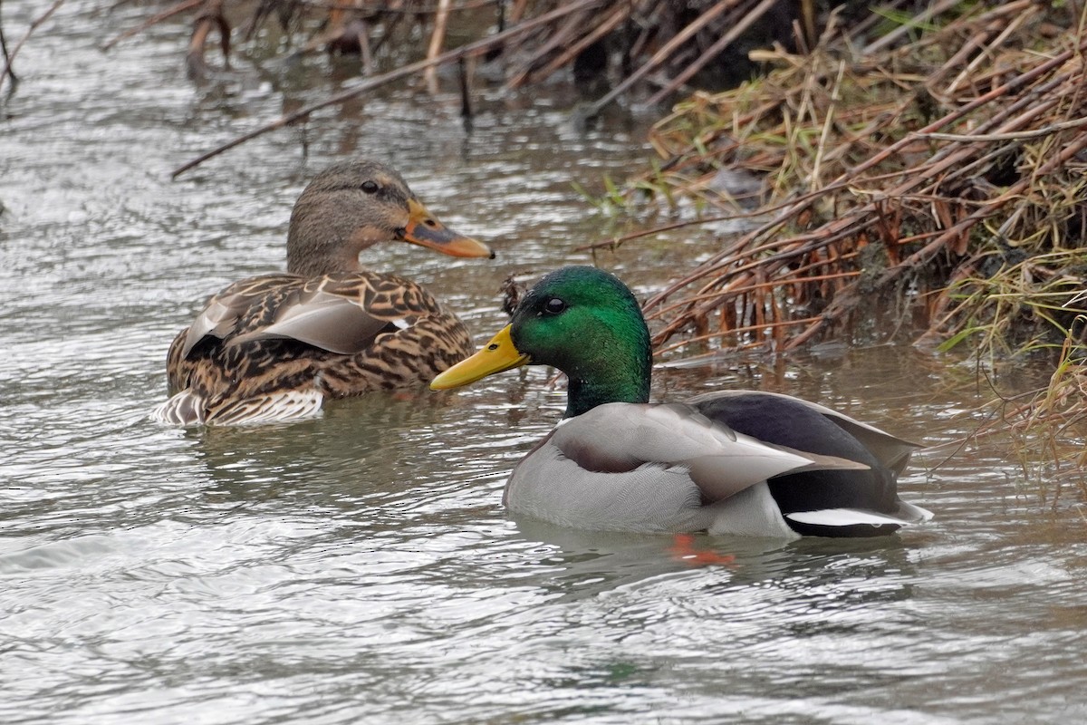 Canard colvert - ML519542171