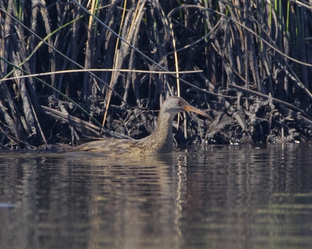 Clapper Rail - ML51954221