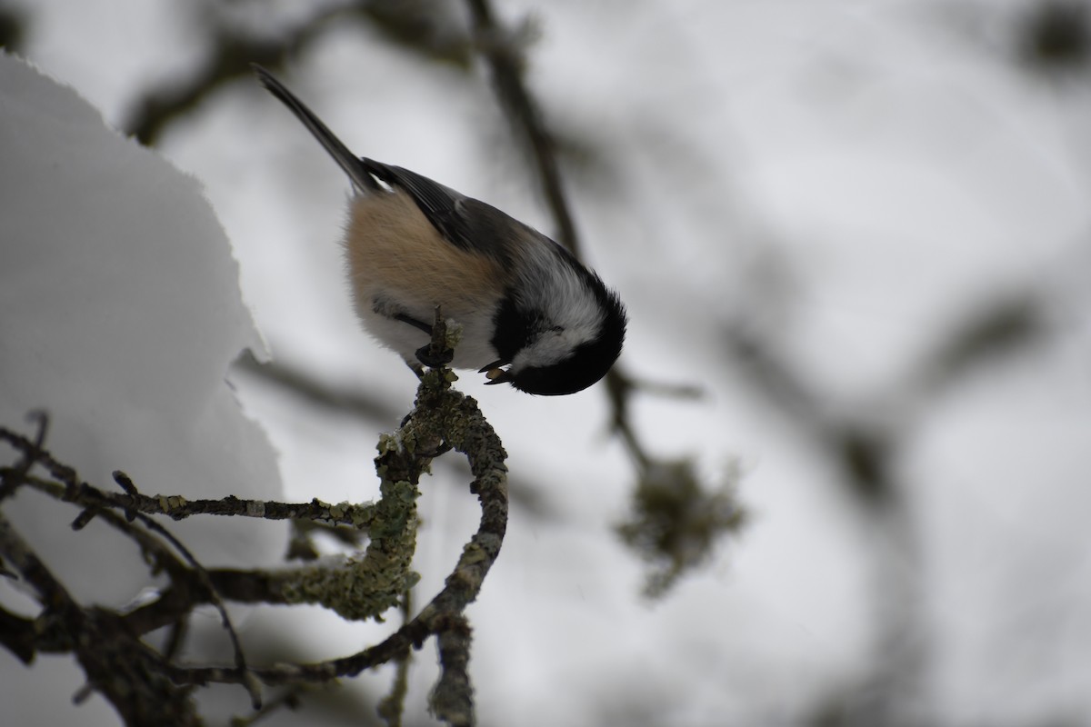 Black-capped Chickadee - ML519542551