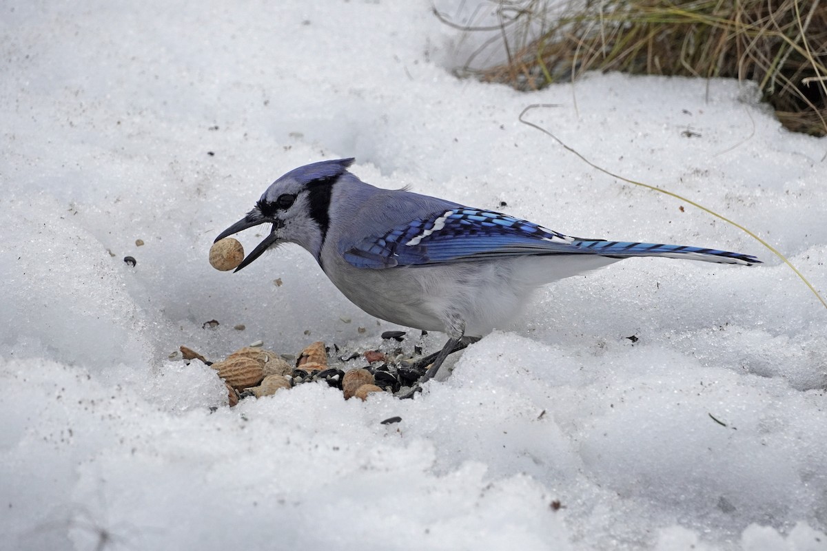 Blue Jay - ML519542681