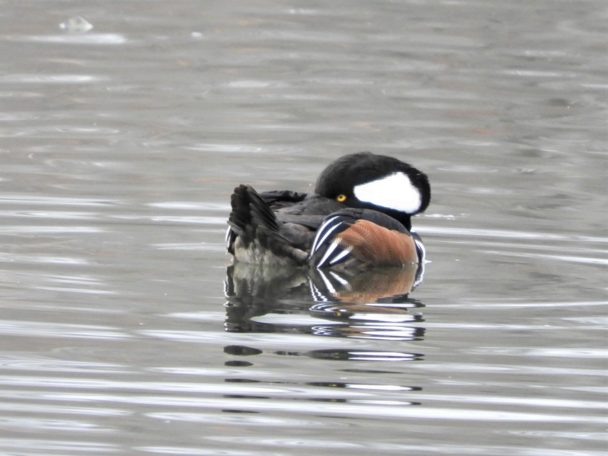 Hooded Merganser - ML519543091