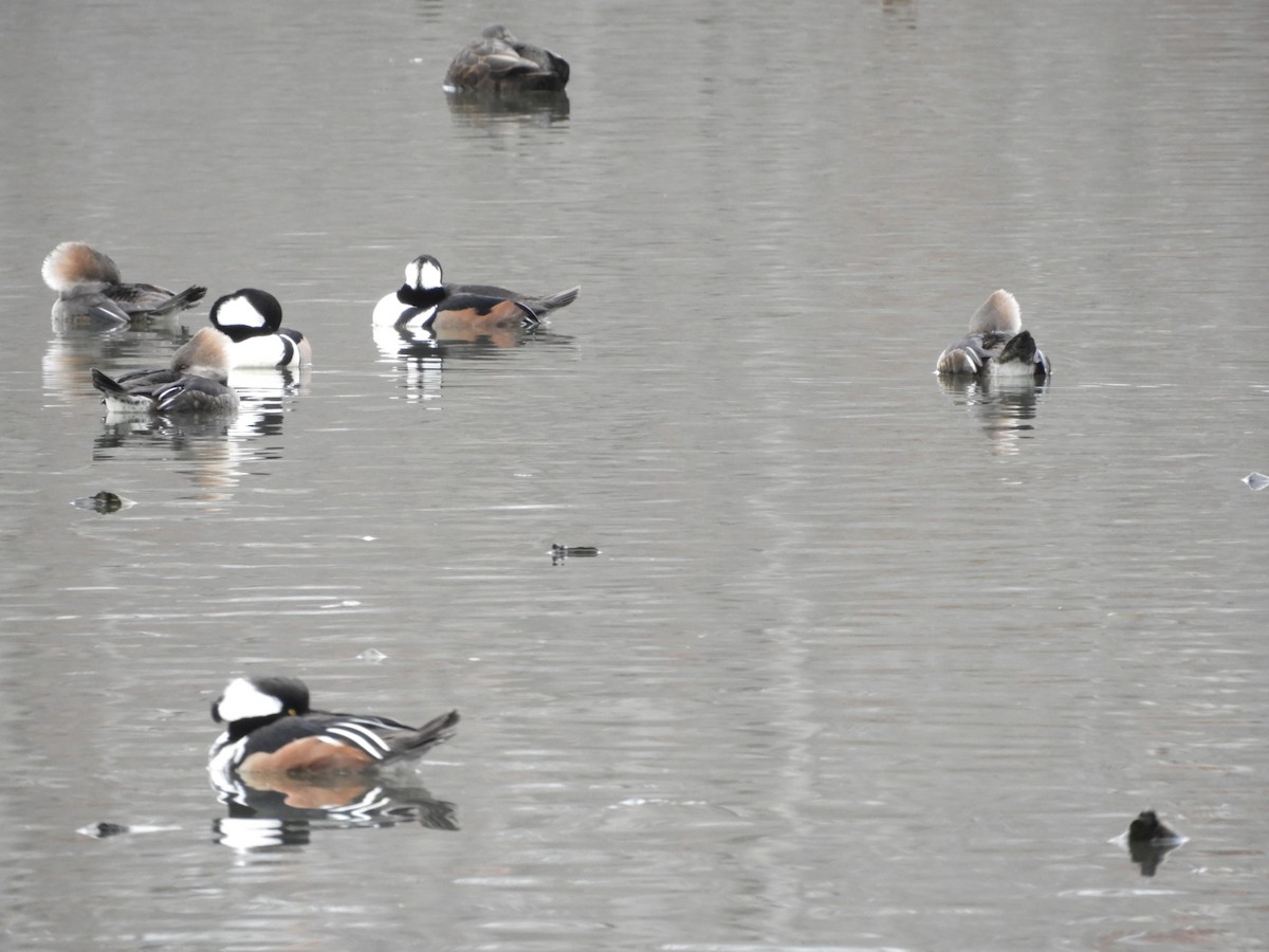 Hooded Merganser - ML519543101