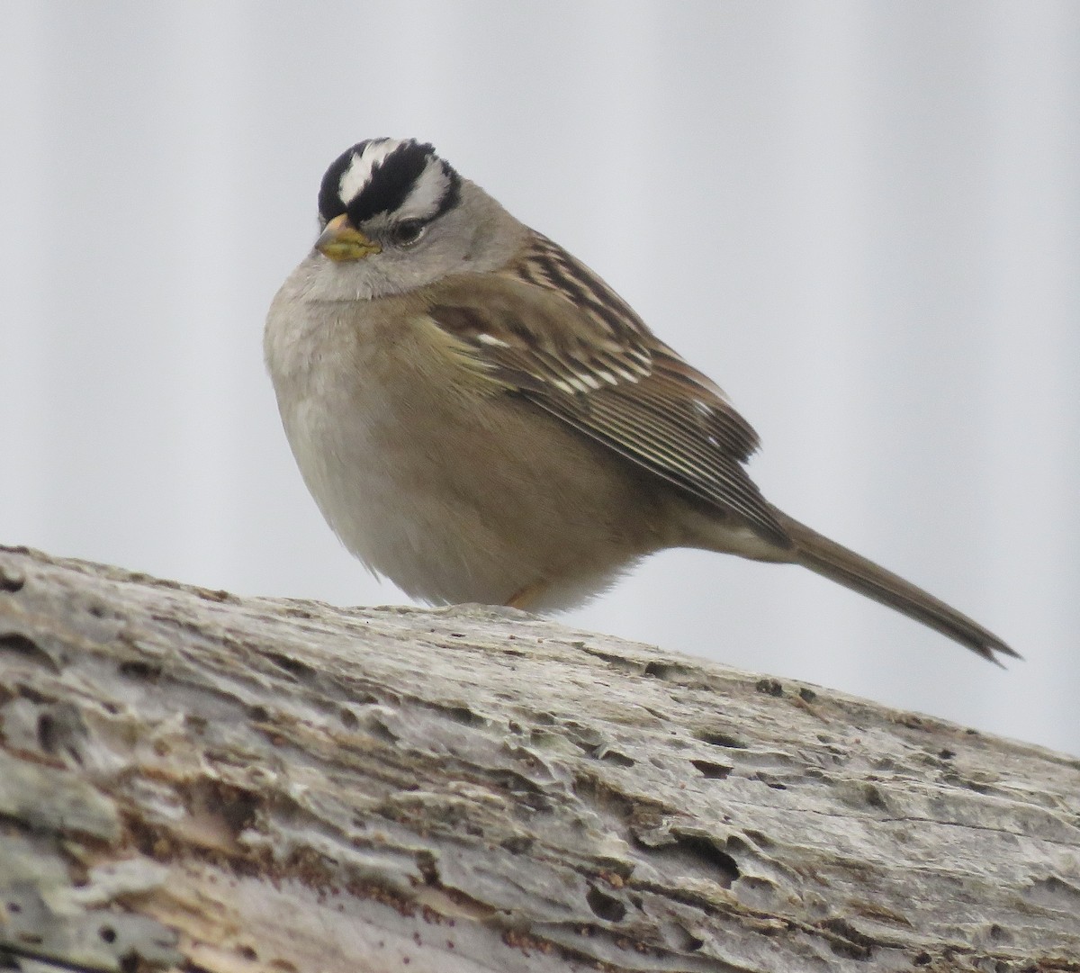 White-crowned Sparrow - ML519545001