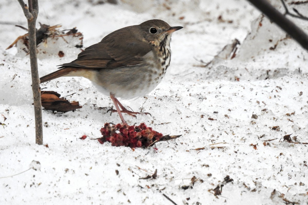 Hermit Thrush - ML519545371