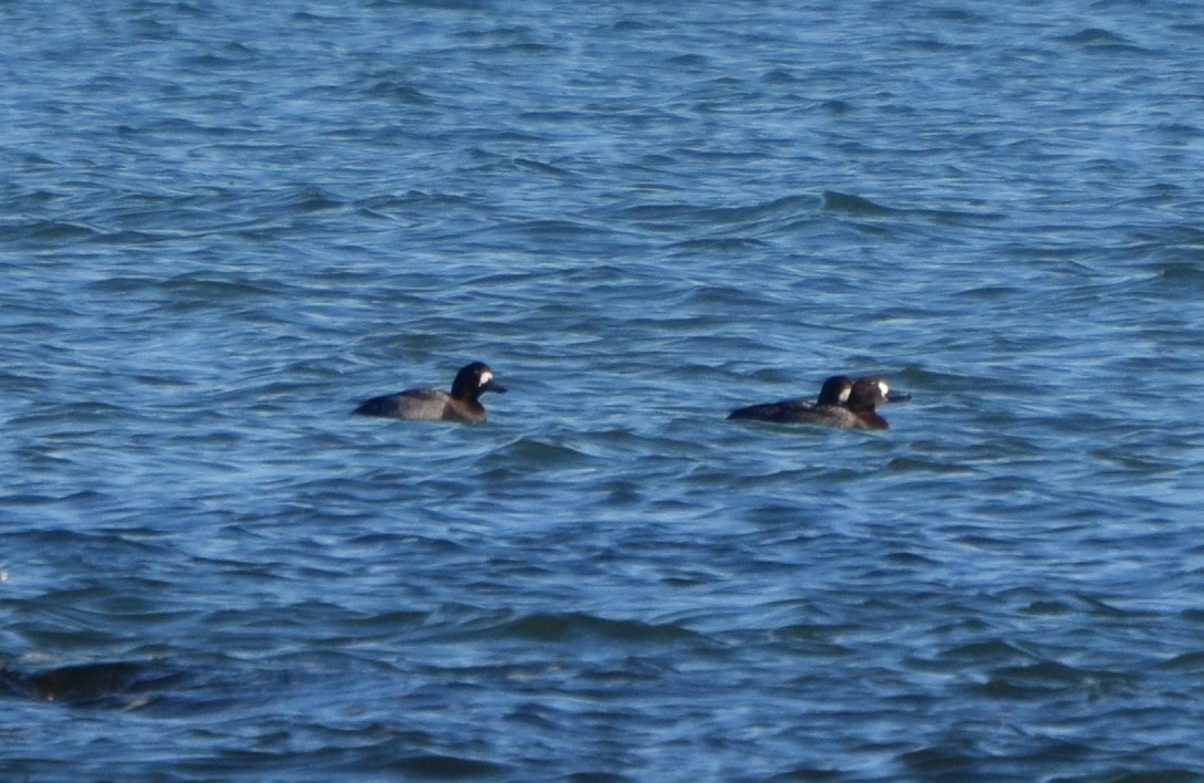 polák kaholka - ML519546611