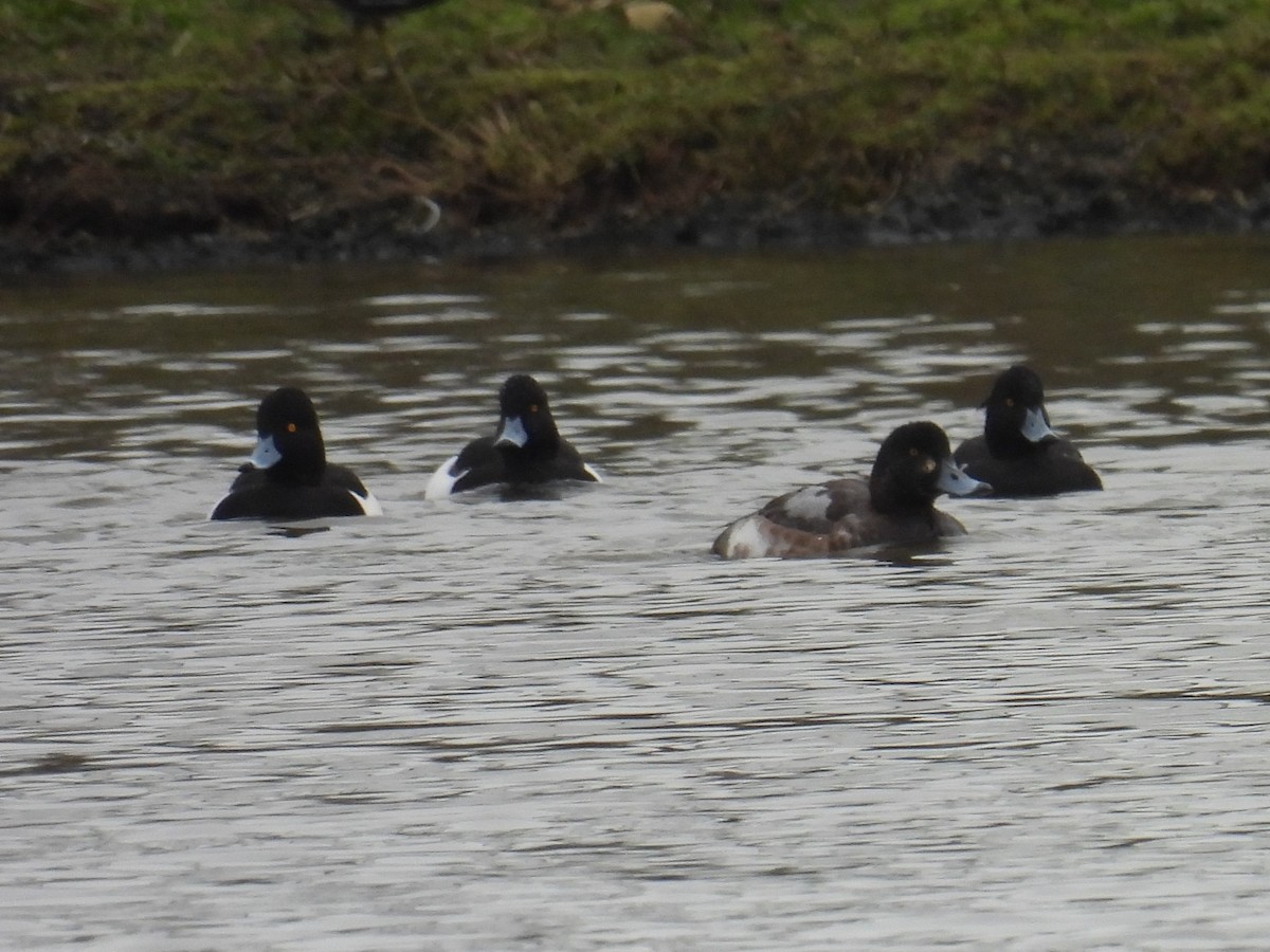 Greater Scaup - ML519546721