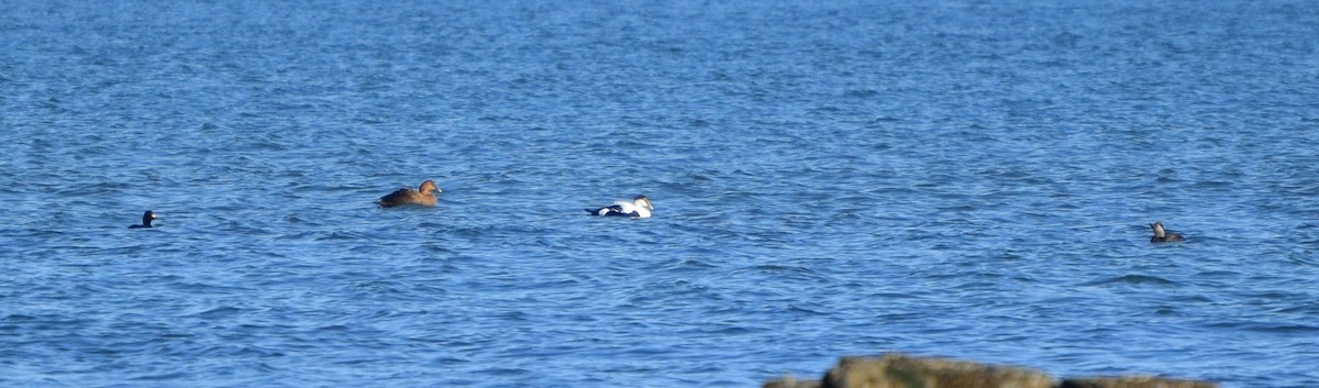 turpan žlutozobý - ML519546761