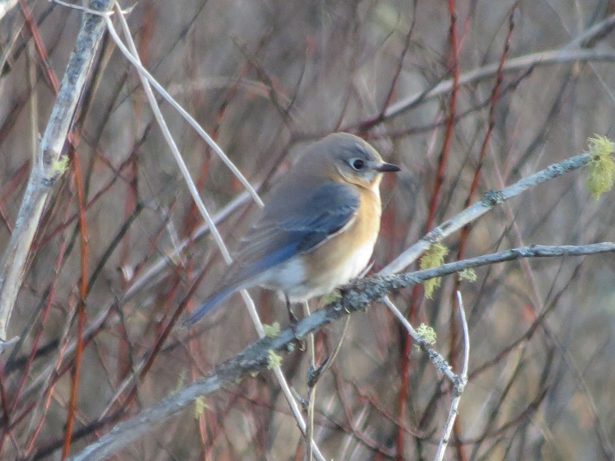 Eastern Bluebird - Jerry Smith