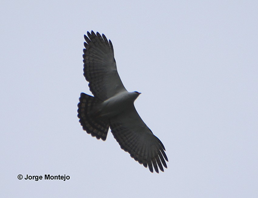 Black-and-white Hawk-Eagle - ML519546891