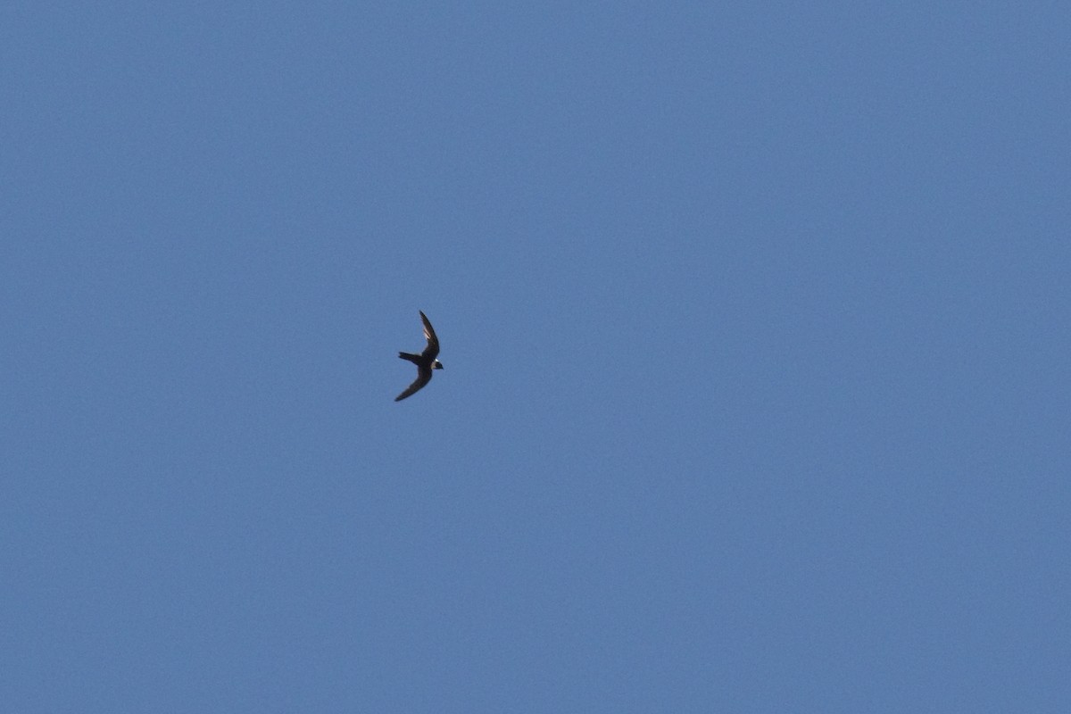 White-collared Swift - Gaston Cassus