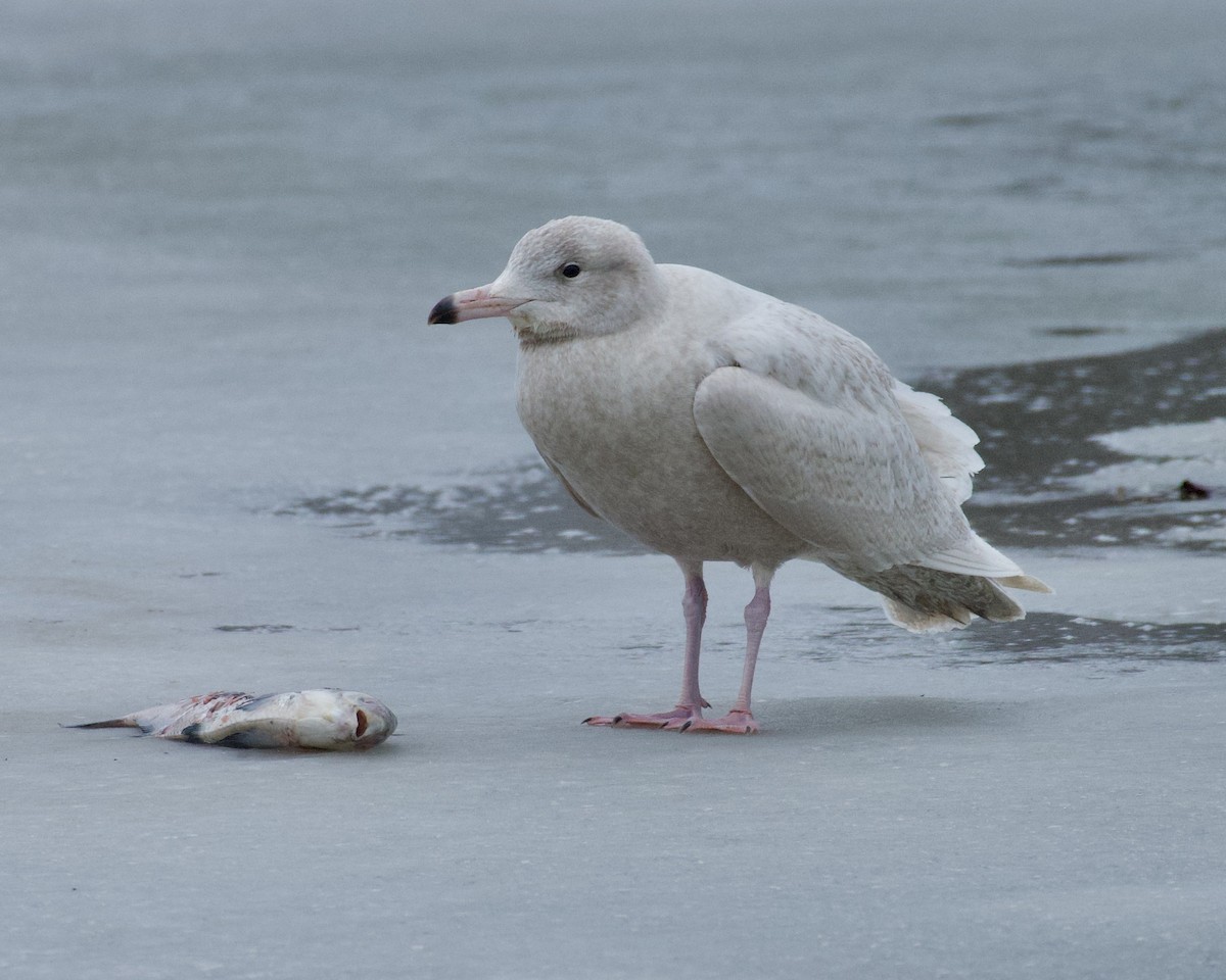 Glaucous Gull - Alan Bloom