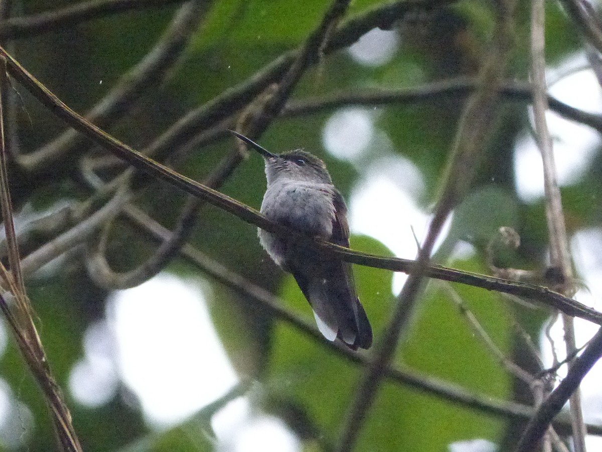 Colibri à ventre noir - ML519550761