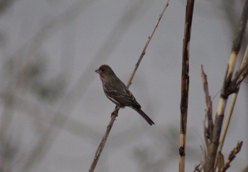 House Finch - ML519552031