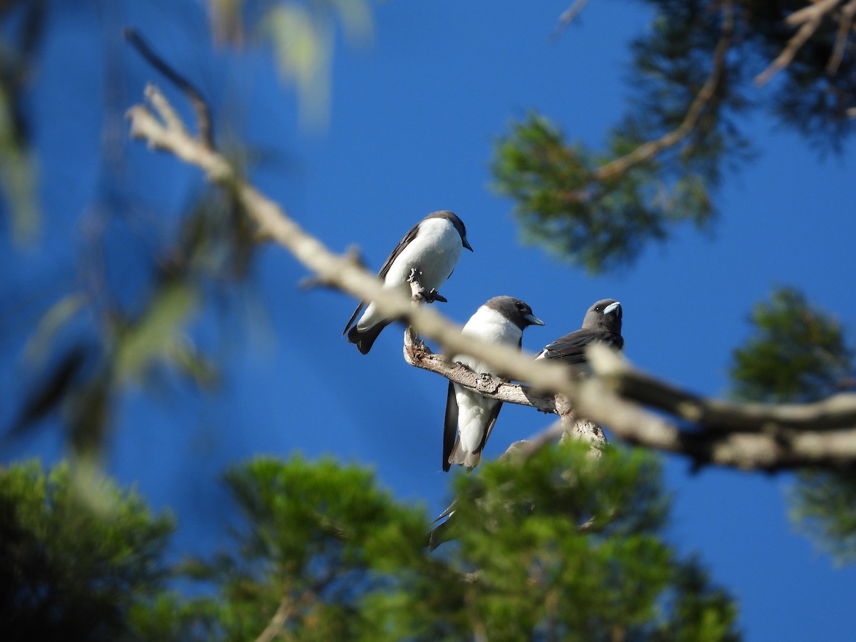 White-breasted Woodswallow - ML519552571
