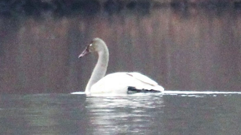 Trumpeter Swan - ML519552701