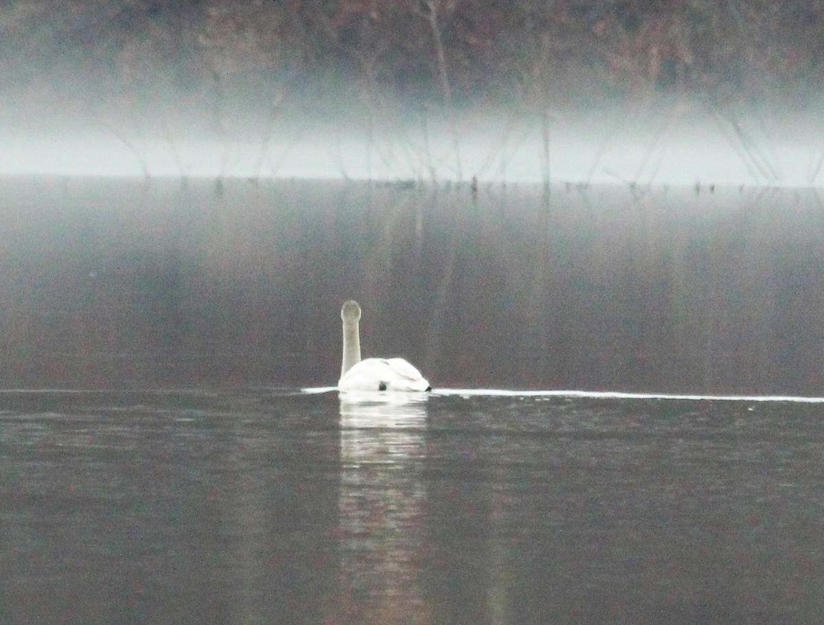 Trumpeter Swan - ML519552711