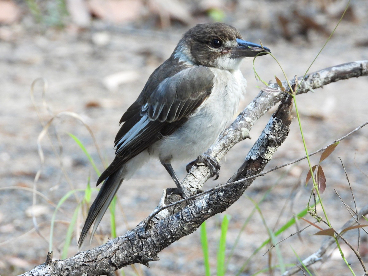 Gray Butcherbird - ML519552801