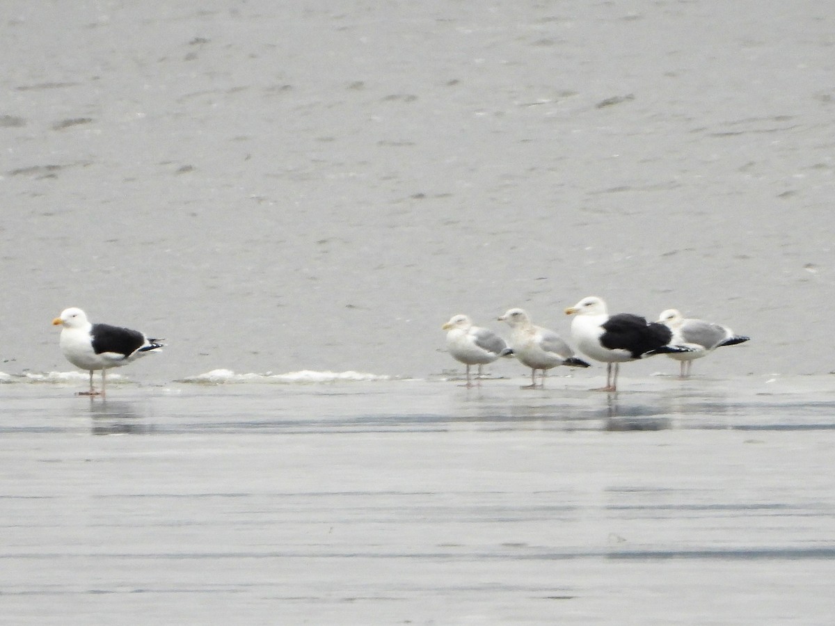 Great Black-backed Gull - ML519554461