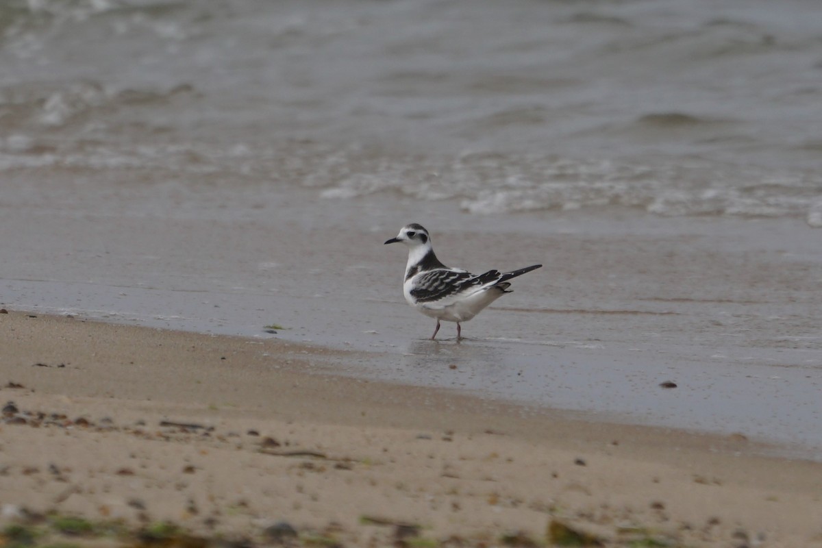 Little Gull - ML519554571