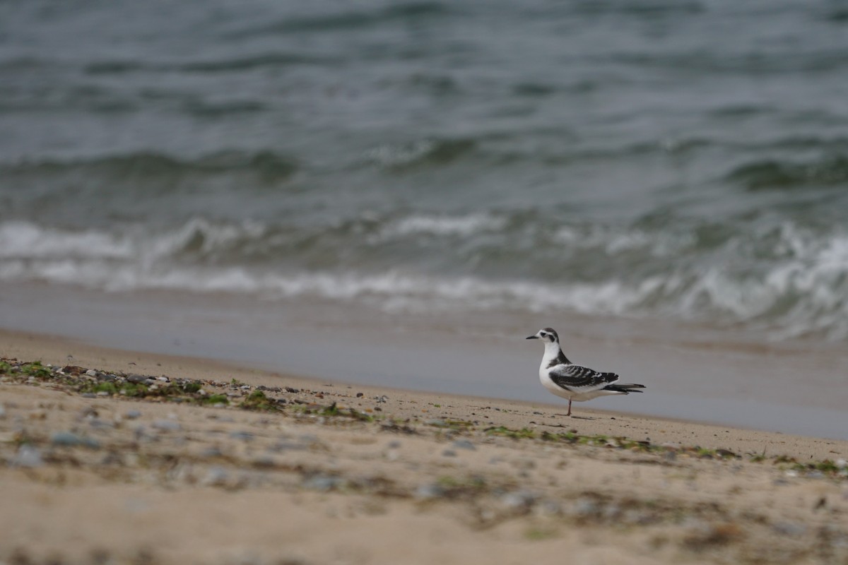 Little Gull - ML519554601