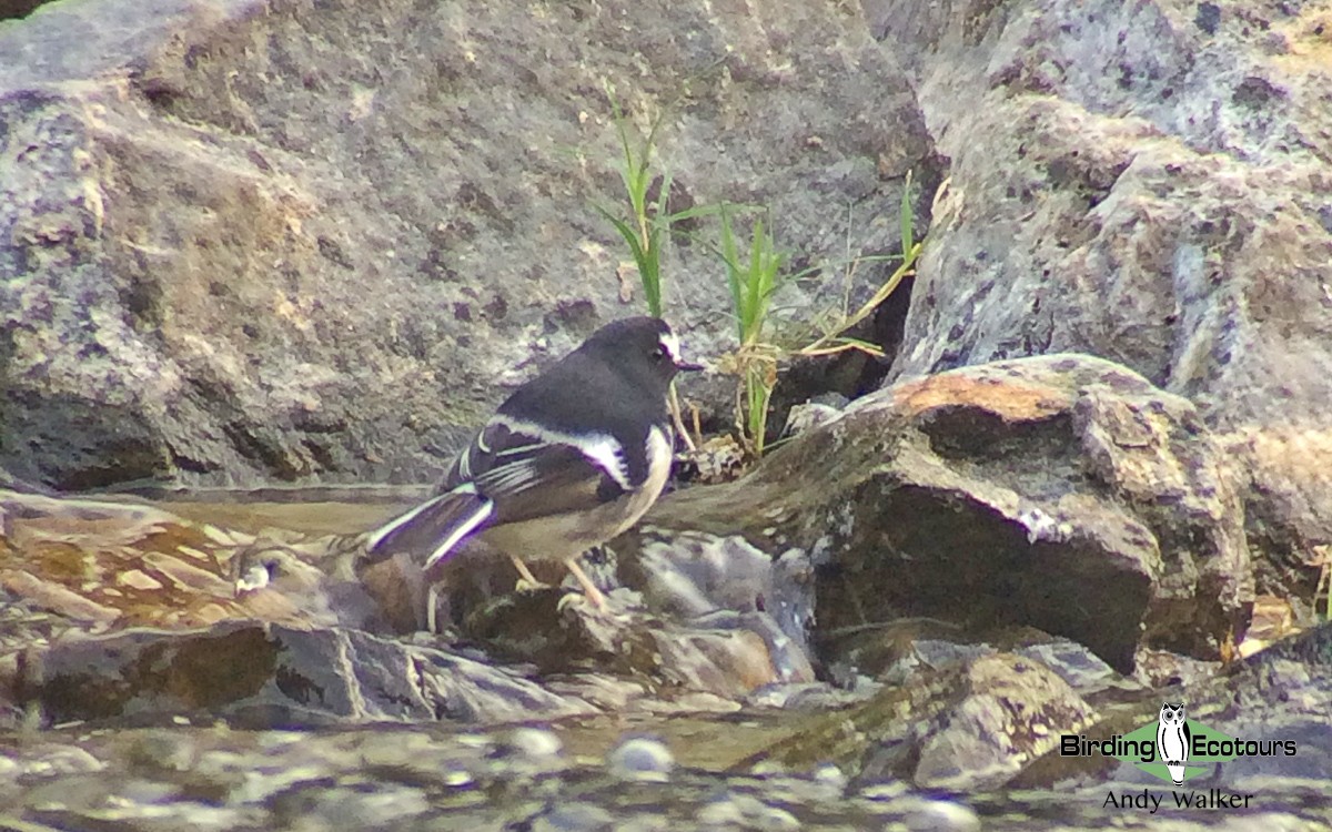 Little Forktail - ML519554811