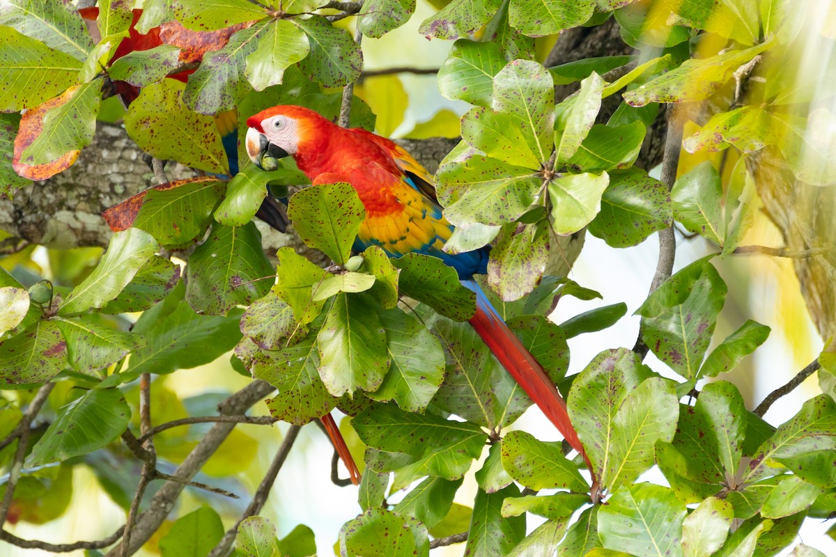 Scarlet Macaw - ML519555031