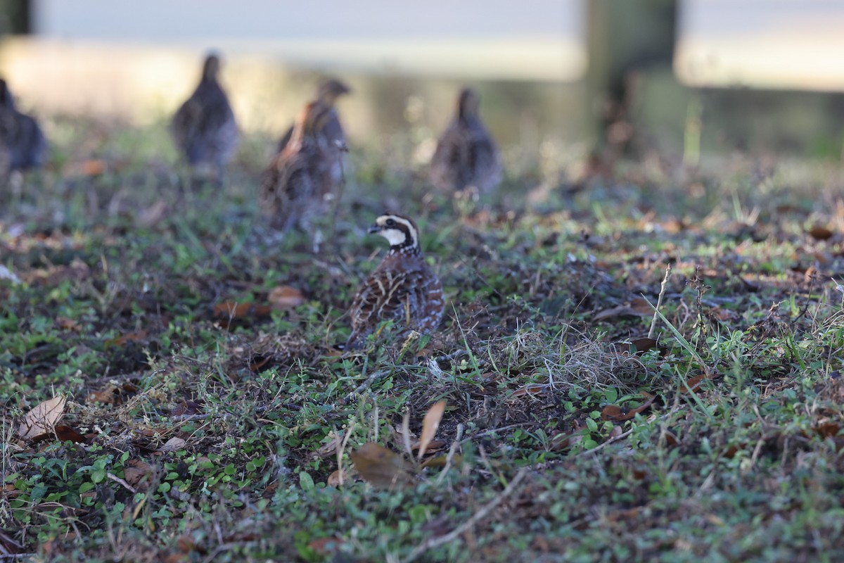 Northern Bobwhite - Tom Cartwright