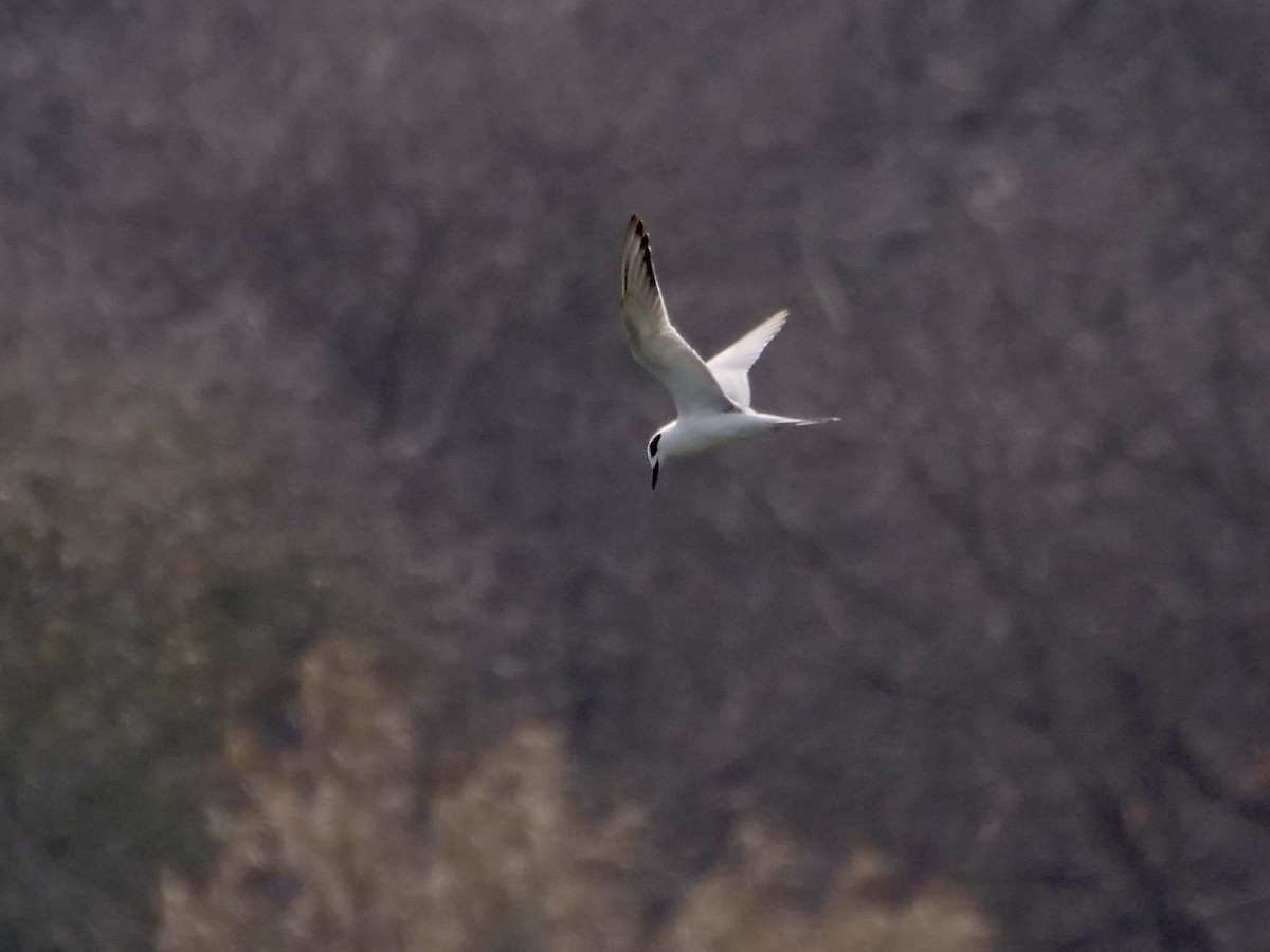 Forster's Tern - Jeff Osborne