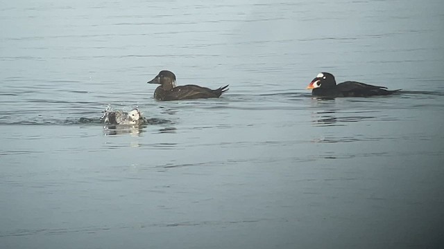 Long-tailed Duck - ML519557471