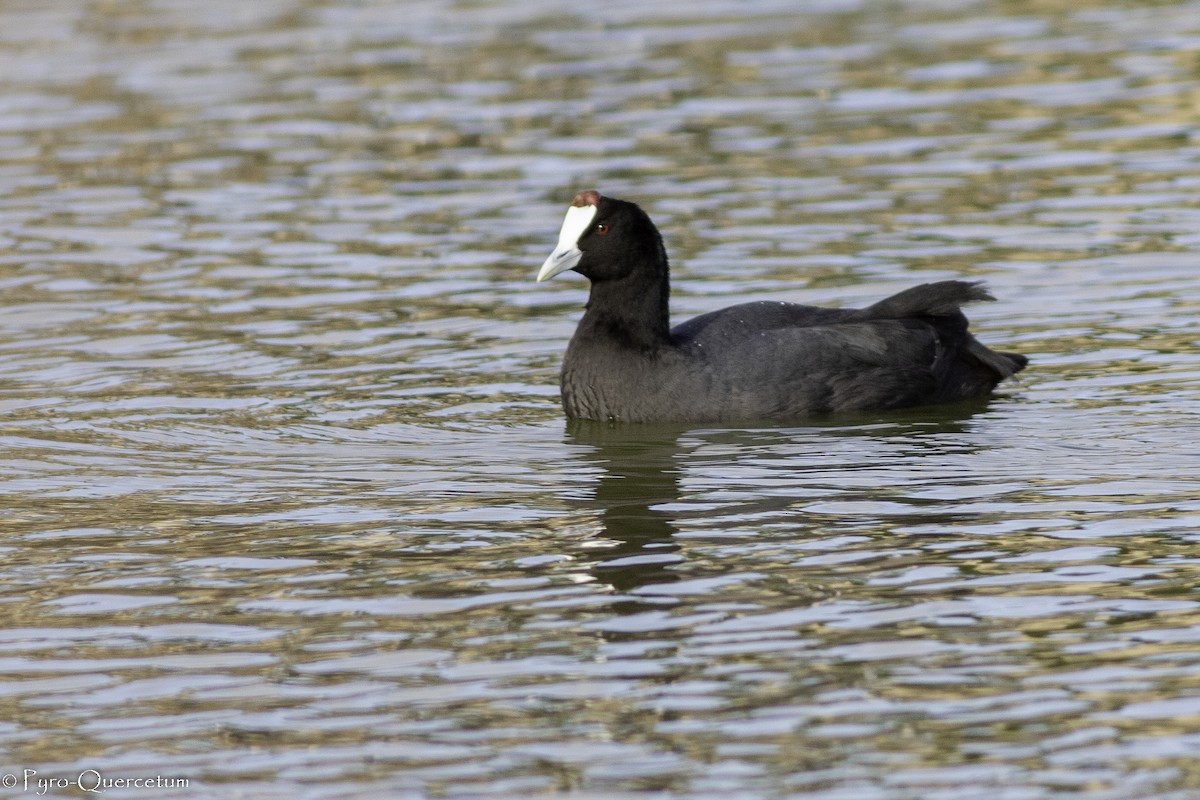 Red-knobbed Coot - ML519559481