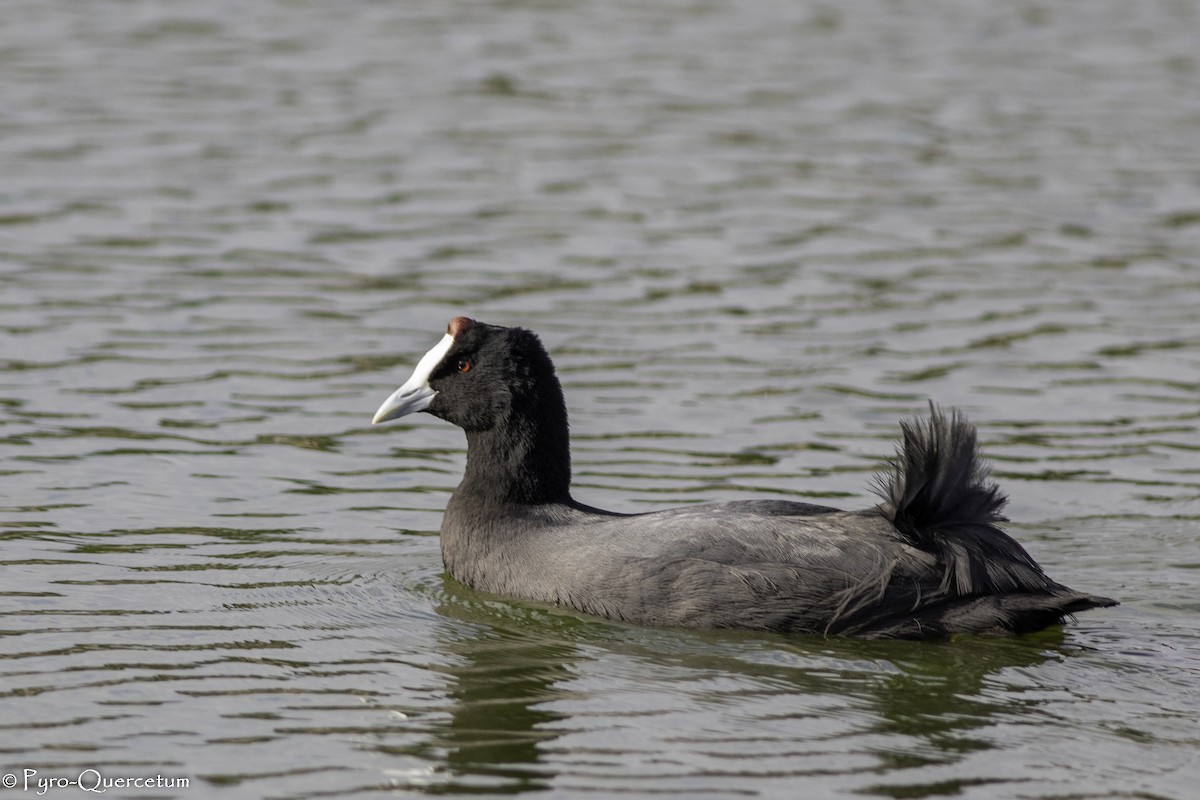 Red-knobbed Coot - ML519559501