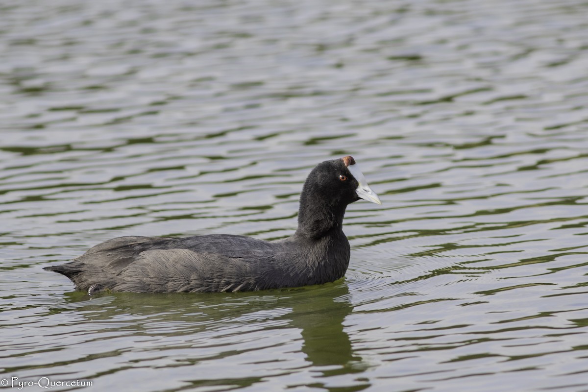 Red-knobbed Coot - ML519559511