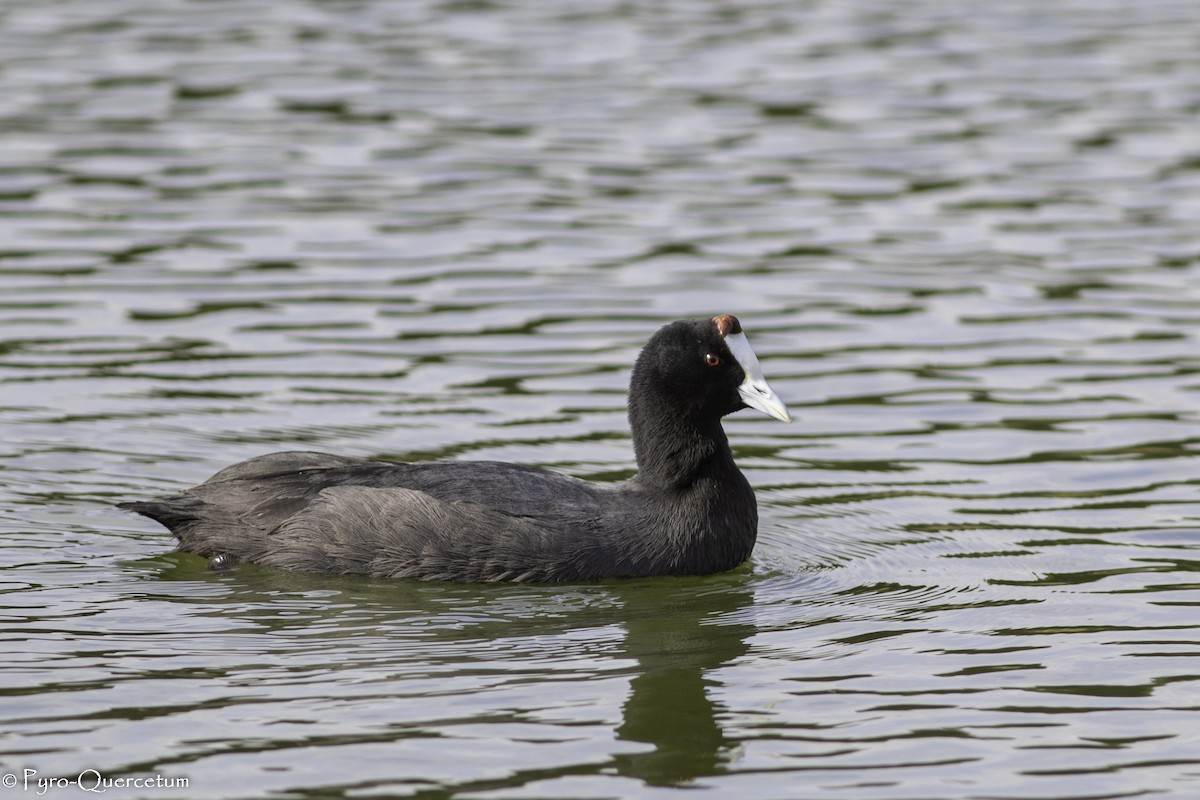 Red-knobbed Coot - ML519559521